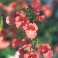 Bien pensé pour le jardin：Diascia rose. Le pot de 10,5 cm