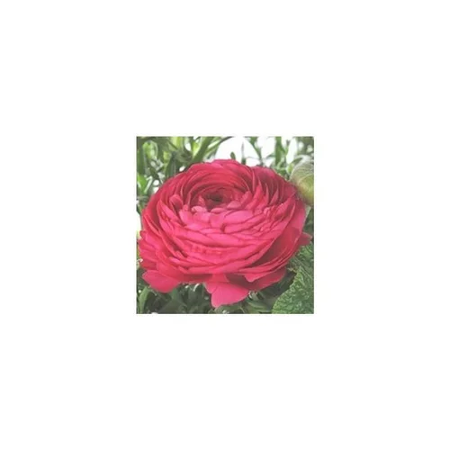 Les indispensables du jardin:Renoncule à fleurs doubles - Le pot de 10,5 cm
