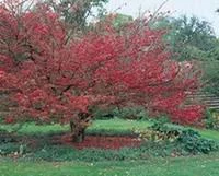 Une solution pour le jardin:Fusain ailé (Euonymus Alatus) 40/60. Le pot de 5 litres