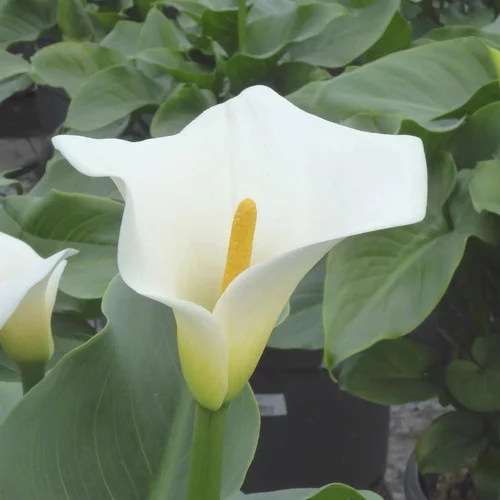 Espace vert utile：Arum Blanc. Le pot de 35 cm