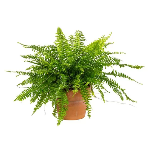 Votre allié au jardin：Nephrolepis – Pot en terre de 14 cm