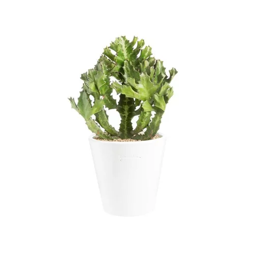 Pour votre confort en extérieur:Euphorbia pseudocactus en pot blanc émaillé H 10 x Ø 15 cm.