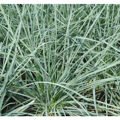 Pour votre confort en extérieur:Fétuque intense blue en pot de 2 L