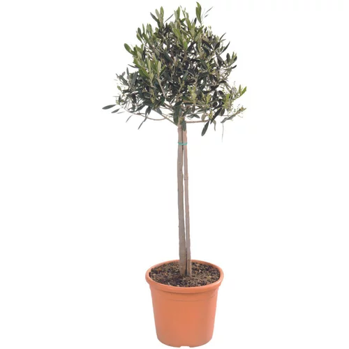 Jardin à équiper:Olivier d'Europe sur tige en pot de 30L - 150 à 160 cm de hauteur