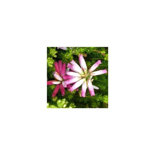 Le compagnon du jardin:Erica Curviflora - Le pot de 1 litre