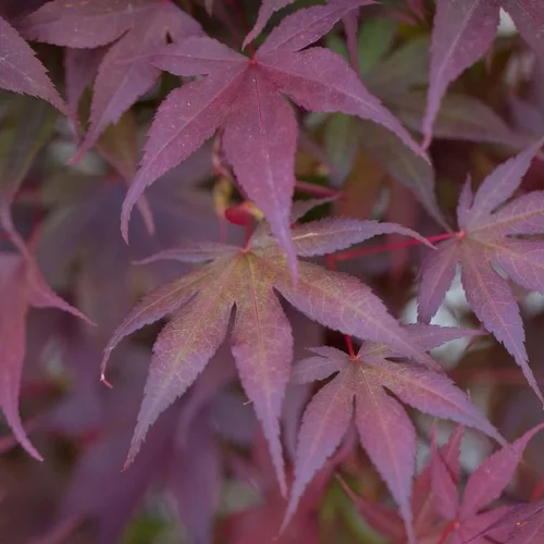 Moderne jardin:Érable du Japon Bloodgood rouge. Le pot de 16 litres