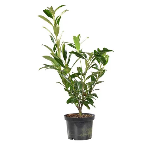 Bien au jardin:Laurier cerise (Laurier palme) Rotundifolia vert. Le pot de 3 litres