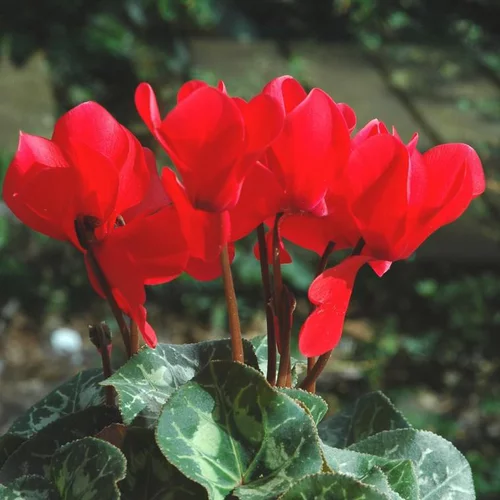 Pour faciliter la vie dehors:Mini Cyclamen - La coupe de 18 cm