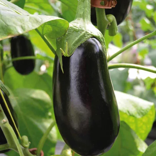 Mon jardin:Aubergine Demi Longue Flavine Bio. La barquette de 3 plants
