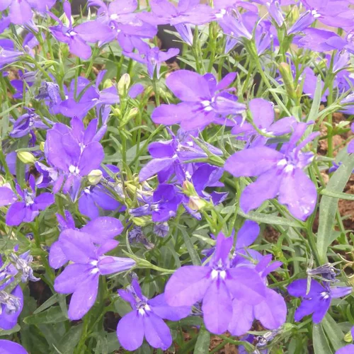 Votre allié à l’extérieur:Lobelia cascade ou lobélie - La barquette de 6 plants de 8 cm.