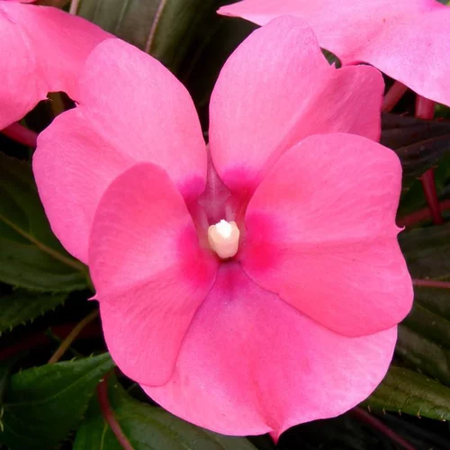Extérieur accessoire：Impatiens - Le pot de 13 cm