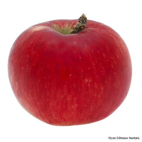 Pour vos jardins:Pomme Akane bio de France - Prix au kg