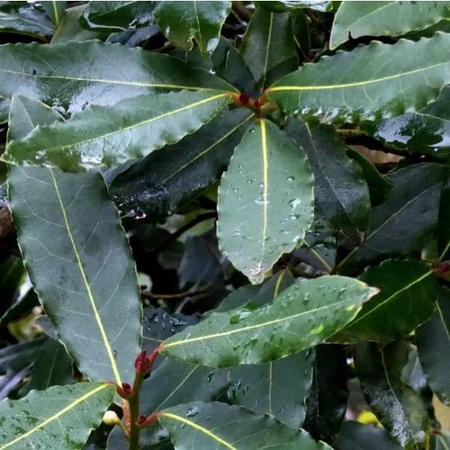 Une idée pratique pour le jardin：Laurus Nobilis ou Laurier sauce Tige 40/60 cm en pot de 2,5 L