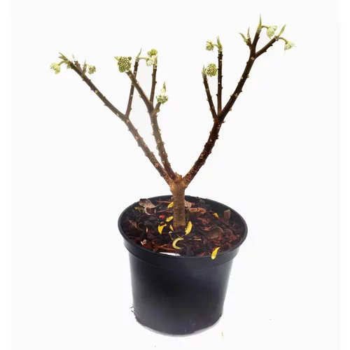 Jardin à embellir:Edgeworthia Chrysantha (Buisson papier) touffe 30/40 en pot de 3 L jaune
