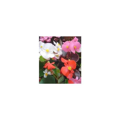 Jardin en pratique:Bégonia semperflorens - Le pot de 6 litres