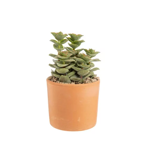Pour un extérieur plus pratique:Crassula mix en pot terre cuite Ø 10 cm