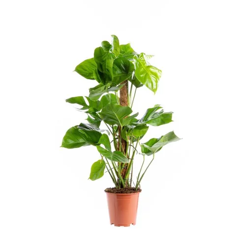 Pour mieux équiper vos extérieurs:Monstera Deliciosa pot Ø19xH80 cm