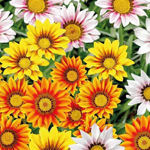 Pour la vie au jardin:Gazania - Le pot de 9 x 9 cm