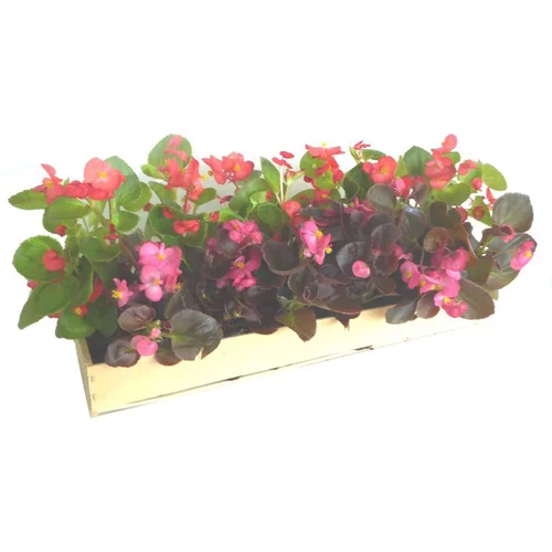 Espace vert facile:Bégonia semperflorens - La cagette de 14 plants