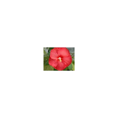 Déco au jardin:Hibiscus Moscheutos - La coupe de 30 cm