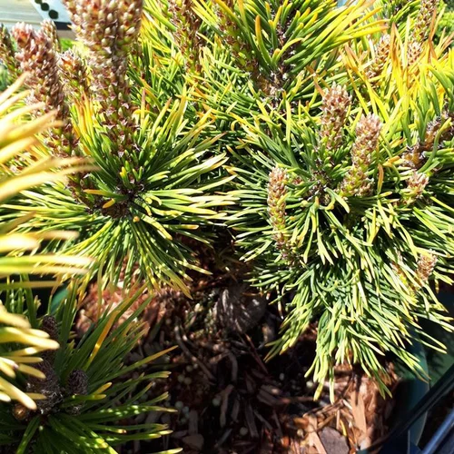 Facile au jardin：Pinus Mugo Winter Gold (Pin de montagne) en pot de 5 L jaune