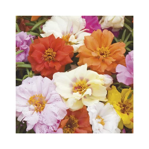 Pour tous jardins:Pourpier à fleurs doubles - Le pack de 6 plants