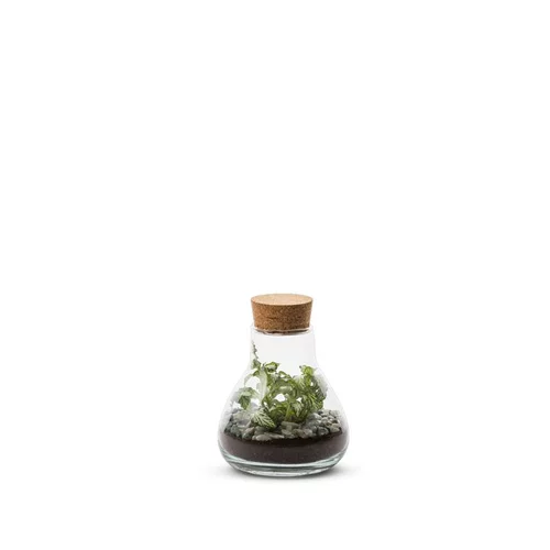 L’esprit jardin:Terrarium Bulle de Nature Laborantin en verre transparent Naturalys - Ø 10,5 x 13 cm