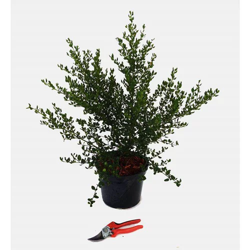 Solution extérieure:Ceanothe Thyrsiflorus Skylark – Pot de 5L