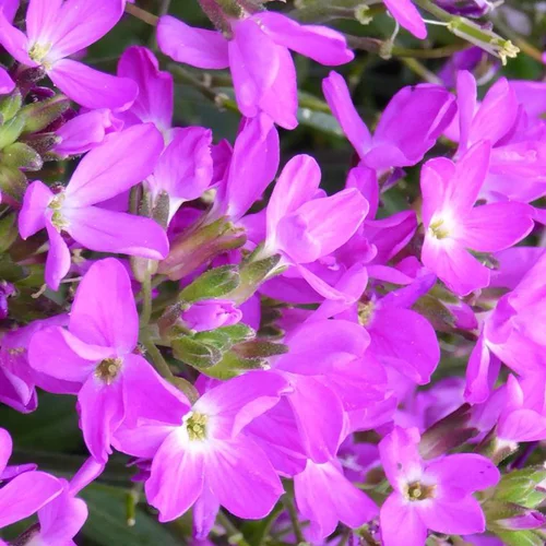 L’allié de vos extérieurs：Arabis Blepharophylla - Le pot de 1 litre