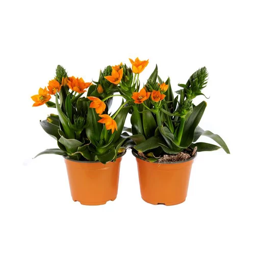 Une touche extérieure：Ornithogale ou Ornithogalum Dubium. Le pot de 1 litre