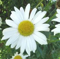 Jardin chez vous:Marguerite naine - Le pot de 1 litre