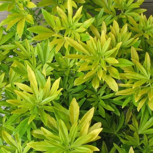 L’esprit jardin：Oranger du Mexique Goldfingers (Choisya Ternata). Le pot de 8 litres