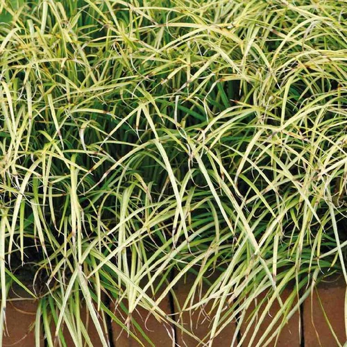 Sélection pour le jardin：Jonc japonais panaché godet 9x9 cm