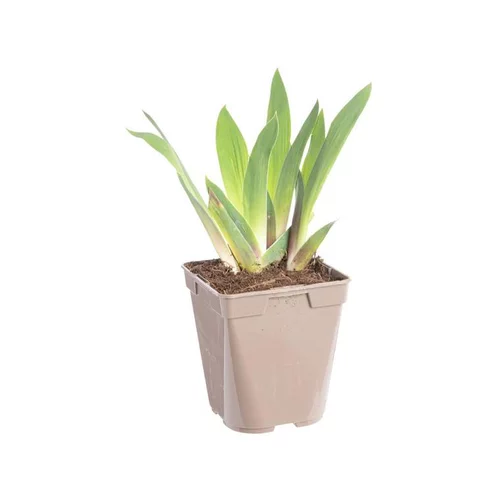Jardin adapté:Iris des jardins Ocelot - Le pot de 2 litres