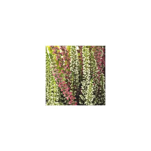 Plaisir au jardin:Calluna Trio - Le pot de 10,5 cm