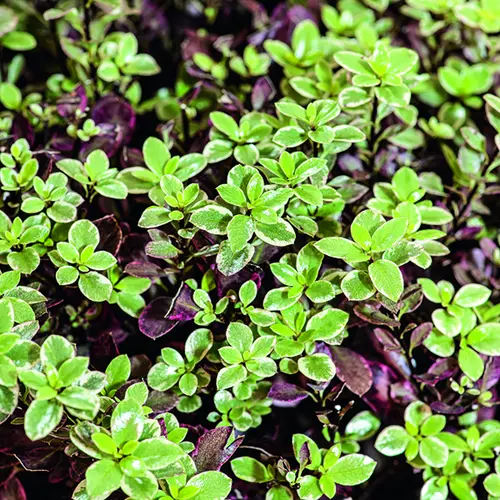 Pour mieux organiser vos extérieurs:Pittosporum tenuifolium Bannow Bay en pot de 7,5 L