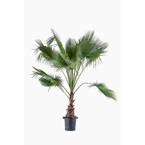 Bien pratique à l’extérieur:Washingtonia Robusta ou Palmier du Mexique vert 80/100 cm. Le pot de 90 L