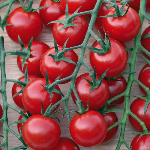 Une sélection pensée pour le jardin：Tomate Apero Balconi Rouge Special Balcon Bio. Le pot de 2,5 litres