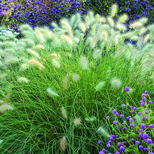 Côté végétal:Pennisetum villosum vert botanic®. Le pot de 1 litre