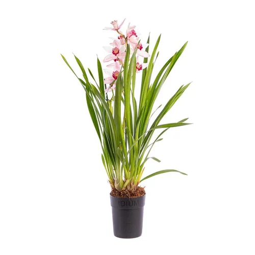 Style extérieur：Orchidée Cymbidium