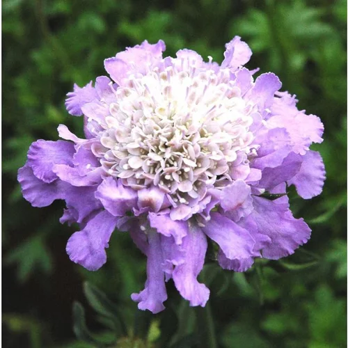 Nature pour le jardin:Scabieuse bleue. Le pot de 1 litre