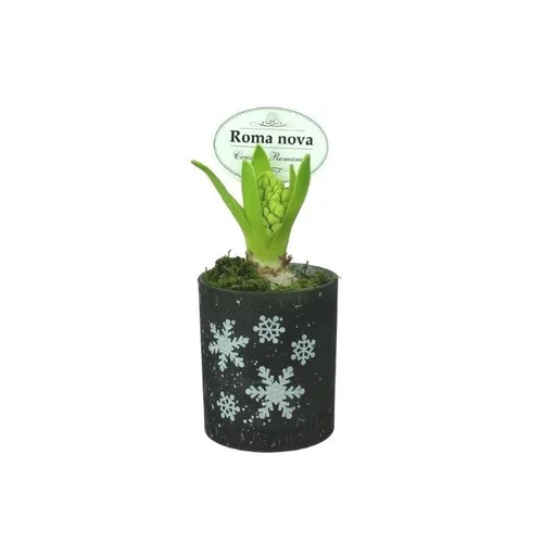 Solution jardin:Jacinthe blanche en verrerie aux motifs étoilés