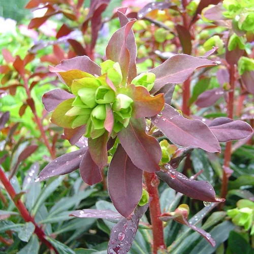 Jardin idée：Euphorbe Blackbird Pot 21 - Le pot de 21 cm