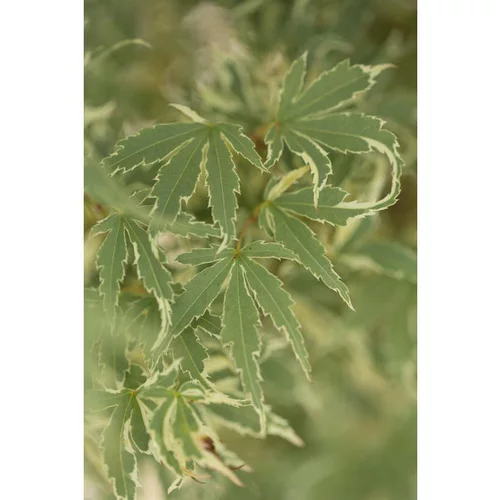 Pour votre espace vert:Erable du Japon (ACER PALMATUM BUTTERFLY ) Le pot de 50 litres