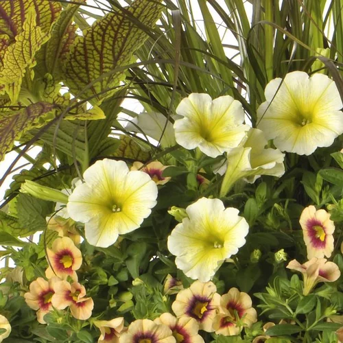 Votre jardin:Pot Inspiration - Le pot de 3 litres