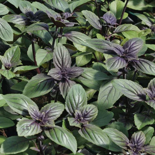 Jardin moderne：Basilic Magic Blue® Bio. Le pot de 1 litre