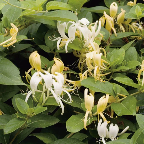 Qualité extérieur：Chevrefeuille JAP. HALLIANA. Le pot de 1,3 litres