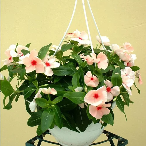 Pour embellir vos extérieurs:Pervenche retombante - La suspension diam 27 cm
