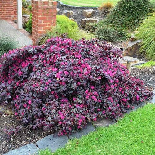 Extérieur plaisir:Loropetalum Chinense Plum Gorgeous rose en pot de 4 L