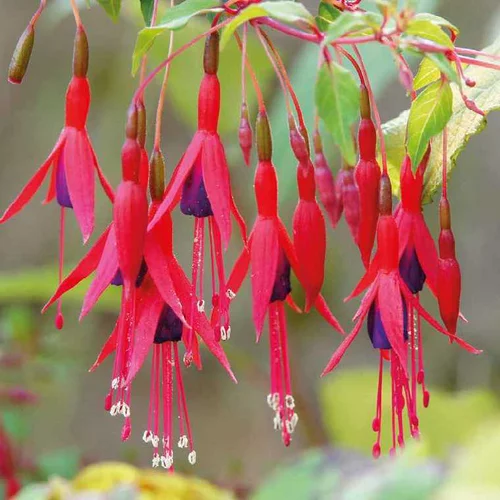 À adopter pour l’extérieur：Fuchsia vivace - Le pot de 9 x 9 cm